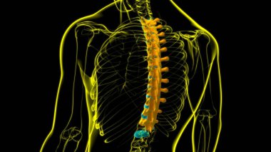 İnsan İskeleti Omurgası Torasik Omurga Anatomisi 3D İllüstrasyon