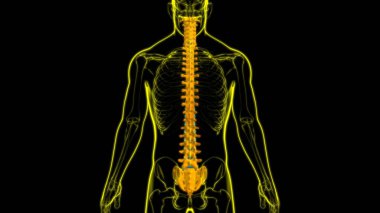 İnsan İskeleti Omurgası Omurga Anatomisi 3D İllüstrasyon