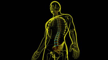 İnsan İskeleti Omurgası Omurga Anatomisi 3D İllüstrasyon