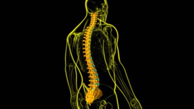 İnsan İskeleti Omurgası Omurga Anatomisi 3D İllüstrasyon