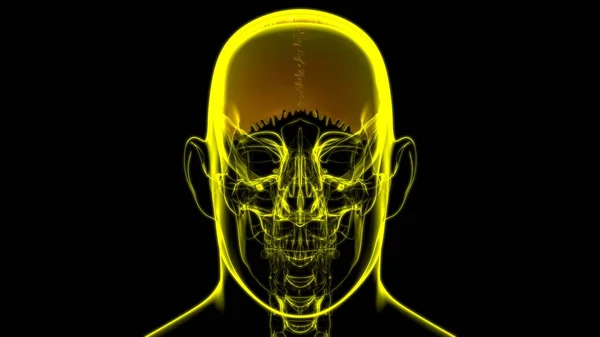 Human Skeleton Skull Parietal Bone Anatomy For Medical Concept 3D Illustration