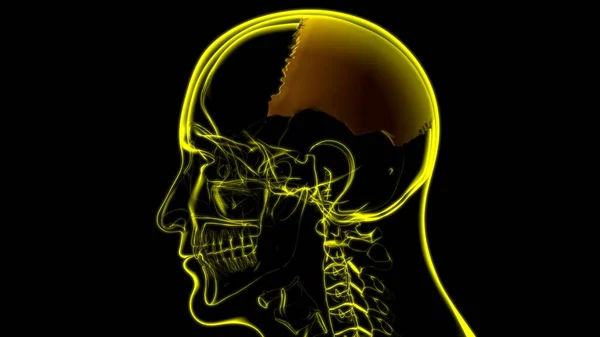 Human Skeleton Skull Parietal Bone Anatomy For Medical Concept 3D Illustration