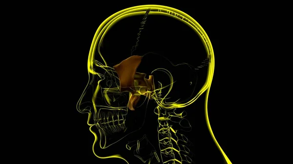 Anatomia Osso Esfenoide Crânio Esqueleto Humano Para Ilustração Médica Conceito — Fotografia de Stock