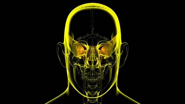 Human Skeleton Skull Sphenoid Bone Anatomy For Medical Concept 3D Illustration