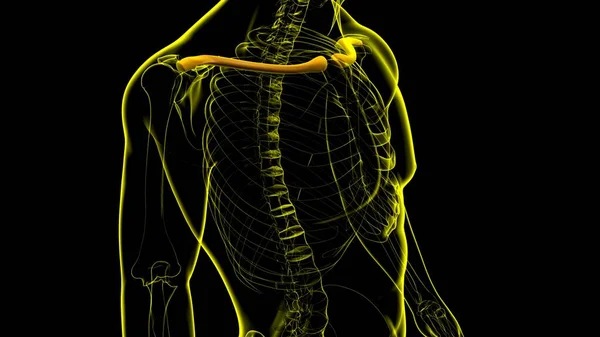 Renderização Dos Ossos Clavícula Anatomia Humana Esqueleto Para Conceito Médico — Fotografia de Stock