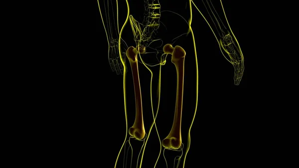 Anatomia Esqueleto Humano Renderização Osso Fêmur Para Conceito Médico — Fotografia de Stock