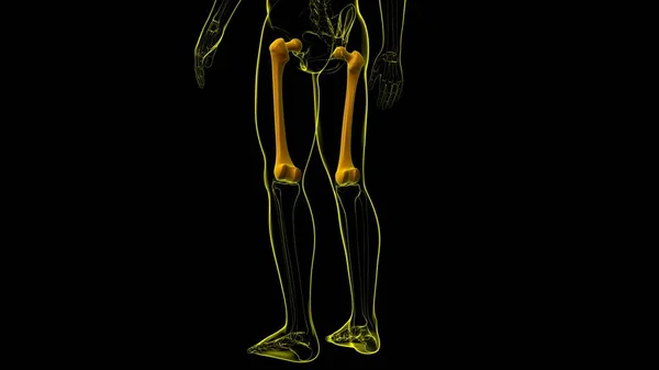 Anatomi Rangka Manusia Femur Tulang Rendering Untuk Konsep Medis — Stok Foto