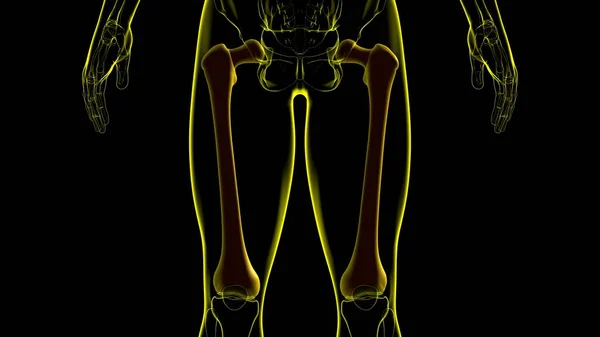 人間の骨格解剖学 医学的概念のための大腿骨骨骨3Dレンダリング — ストック写真