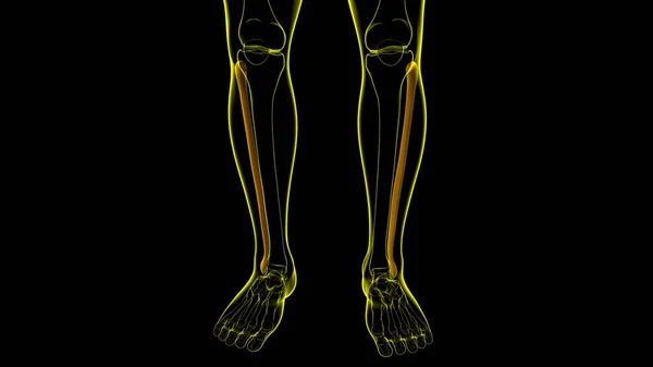 Anatomia Esqueleto Humano Fibula Osso Renderização Para Conceito Médico — Fotografia de Stock