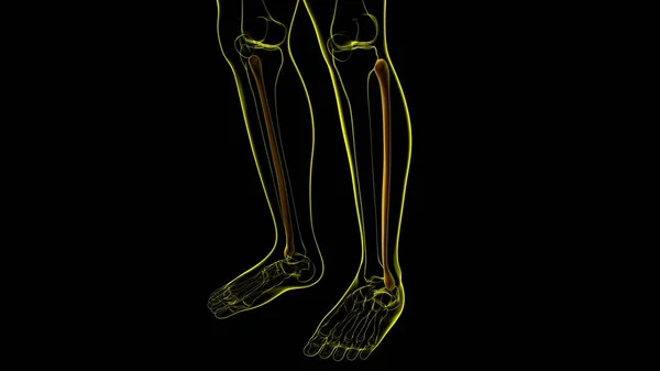 Anatomía Del Esqueleto Humano Fibula Bone Rendering Para Concepto Médico — Foto de Stock