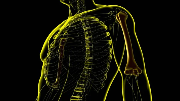 Lidská Kosterní Anatomie Humerus Kostní Vykreslování Pro Lékařskou Koncepci — Stock fotografie