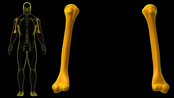 Anatomia Umana Dello Scheletro Humerus Bone Rendering Concetto Medico — Foto Stock