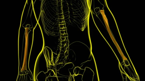 Анатомії Людського Скелета Radius Bone Рендерингу Медичної Концепції — стокове фото