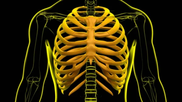 Human skeleton anatomy Rib Cage 3D Rendering For Medical Concept