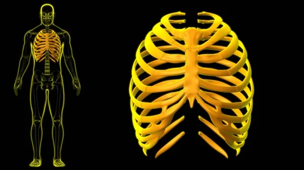 Mänskliga Skelett Anatomi Rib Cage Rendering För Medicinskt Koncept — Stockfoto