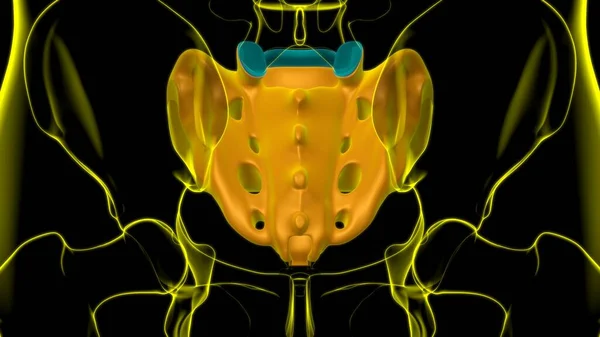 Anatomia Esqueleto Humano Renderização Osso Sacral Para Conceito Médico — Fotografia de Stock