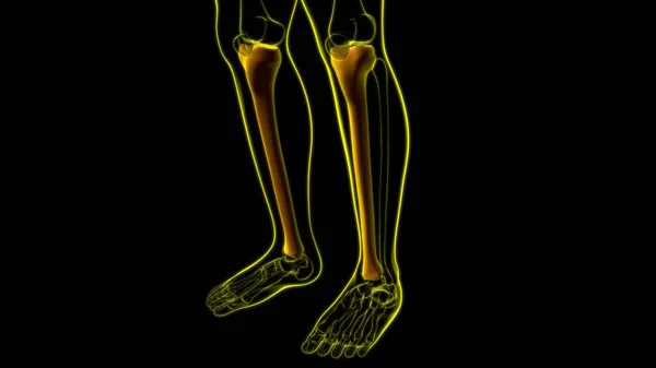 人間の骨格解剖学 医学的概念のためのティビア骨3Dレンダリング — ストック写真