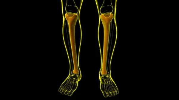 人体骨骼解剖胫骨三维渲染医学概念 — 图库照片