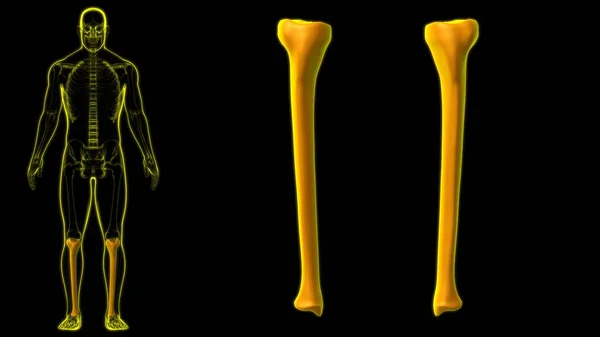 Mänskligt Skelett Anatomi Tibia Bone Rendering För Medicinskt Koncept — Stockfoto