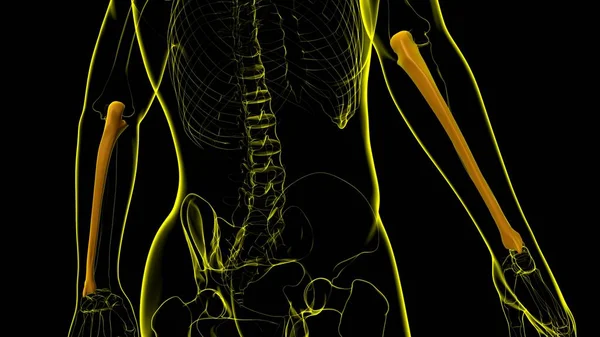 Anatomía Del Esqueleto Humano Representación Del Hueso Ulna Para Concepto —  Fotos de Stock