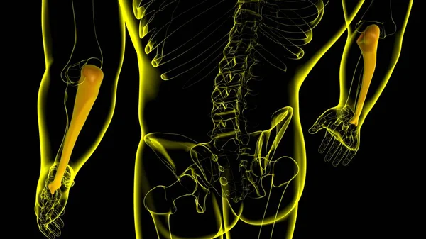 Ανθρώπινη Ανατομία Σκελετού Οστών Ulna Αποτύπωση Για Ιατρική Έννοια — Φωτογραφία Αρχείου