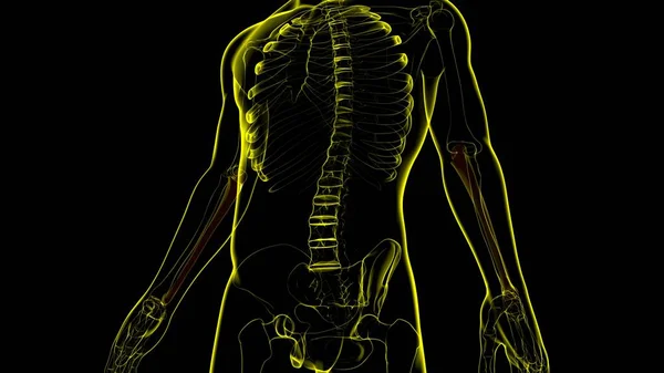Anatomie Des Menschlichen Skeletts Ulna Bone Rendering Für Medizinisches Konzept — Stockfoto