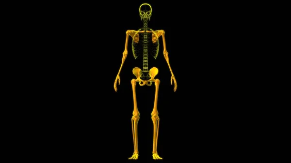 Скелет Людини Апендикулярна Скелетна Анатомія Ілюстрація — стокове фото