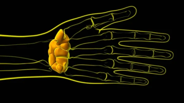 Anatomía Ósea Los Carpos Muñeca Mano Del Esqueleto Humano Para — Foto de Stock