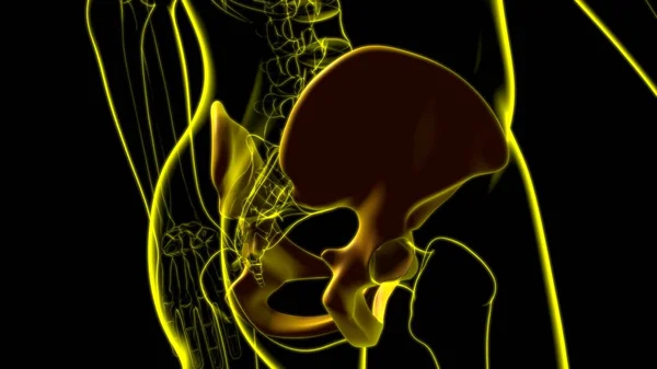 Ludzki Szkielet Hip Lub Miednicy Anatomia Kości Dla Koncepcji Medycznej — Zdjęcie stockowe
