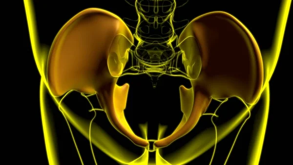 Menselijke Skelet Hip Bekken Anatomie Voor Medisch Concept Illustratie — Stockfoto