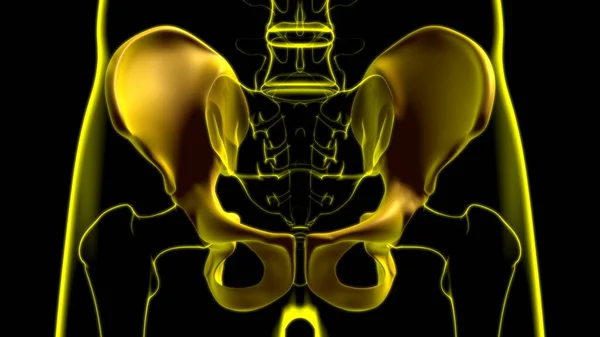 人类骨骼髋骨或骨盆骨解剖应用于医学概念3D说明 — 图库照片
