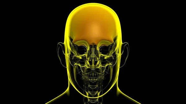 Human Skeleton Skull Frontal Bone Anatomy For Medical Concept 3D Illustration