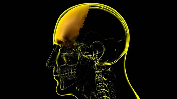 Anatomie Frontale Crâne Squelette Humain Pour Illustration Concept Médical — Photo