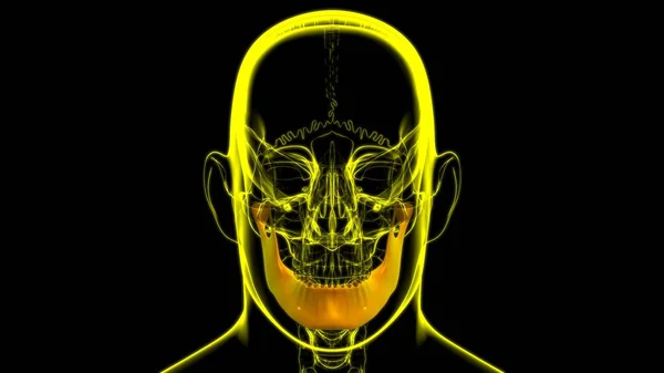 Human Skeleton Skull Mandible Bone Anatomy Medical Concept Illustration — Stock fotografie