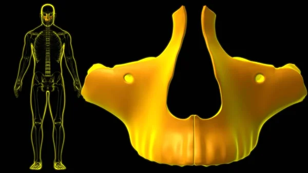 人体骨格頭蓋骨 医学的概念のための顎骨解剖学3Dイラスト — ストック写真