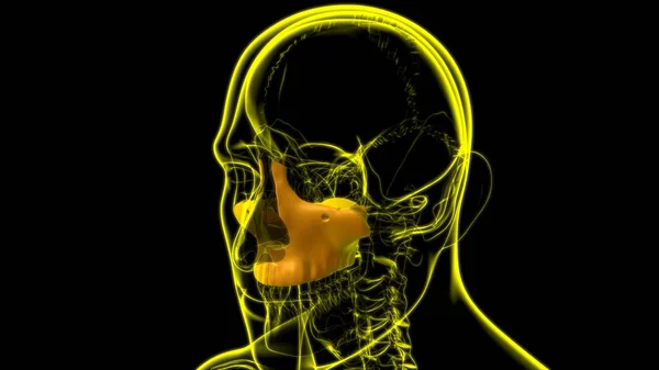 Menselijke Skelet Schedel Maxillal Bot Anatomie Voor Medisch Concept Illustratie — Stockfoto