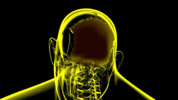 Anatomia Occipitale Dell Osso Del Cranio Dello Scheletro Umano Illustrazione — Foto Stock