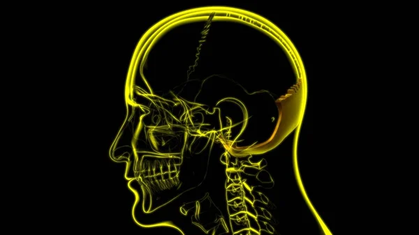 Anatomía Ósea Occipital Del Cráneo Del Esqueleto Humano Para Ilustración —  Fotos de Stock