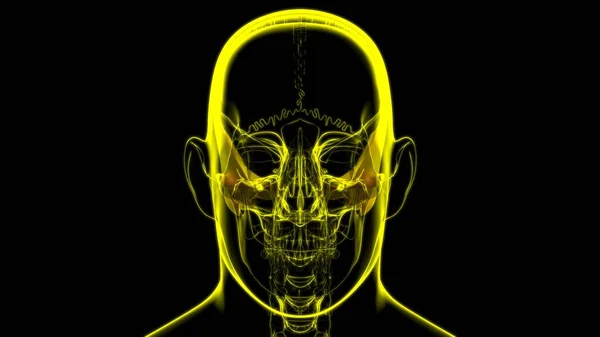 Ludzki Szkielet Czaszka Temporalna Anatomia Kości Dla Koncepcji Medycznej Ilustracja — Zdjęcie stockowe