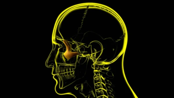 Анатомия Скуловых Костей Черепа Человека Медицинской Концепции Иллюстрации — стоковое фото