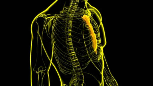 Anatomía Ósea Del Esternón Del Esqueleto Humano Para Ilustración Del —  Fotos de Stock