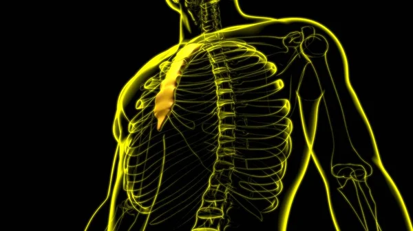 Människa Skelett Sternum Ben Anatomi För Medicinska Begreppet Illustration — Stockfoto