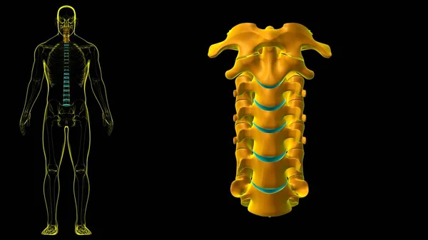 Human Skeleton Vertebral Column Cervical Vertebrae Anatomy Illustration — 스톡 사진