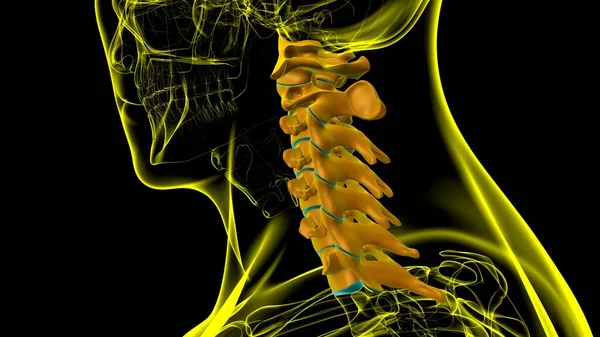 Human Skeleton Vertebral Column Cervical Vertebrae Anatomy Illustration — 스톡 사진