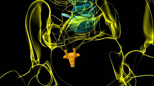 Human Skeleton Vertebral Columns Coccyx Tail Bone Anatomy Illuy — стокове фото