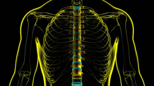 Human Skeleton Vertebral Column Thoracic Vertebrae Anatomy Illustration — 스톡 사진