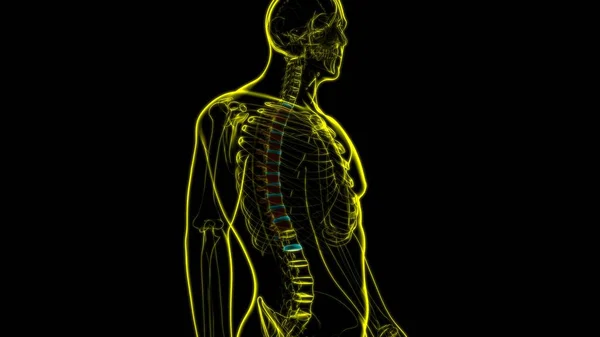 Human Skeleton Vertebral Column Thoracic Vertebrae Anatomy 3D Illustration
