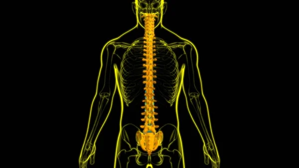 Columna Vertebral Esqueleto Humano Vértebras Anatomía Ilustración —  Fotos de Stock