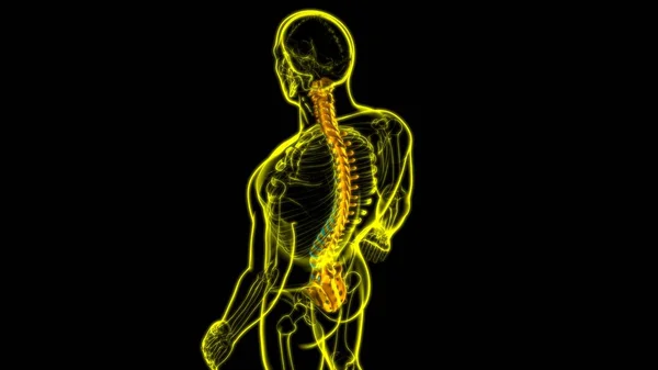 Ανθρώπινος Σκελετός Σπονδυλική Στήλη Ίλιγγος Ανατομία Εικονογράφηση — Φωτογραφία Αρχείου