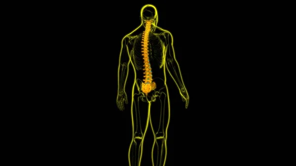 Human Skeleton Vertebral Columns Vertebrae Anatomy Illustration — стокове фото